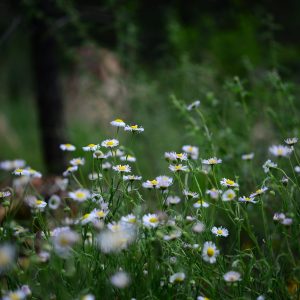 community-nature-center-img3