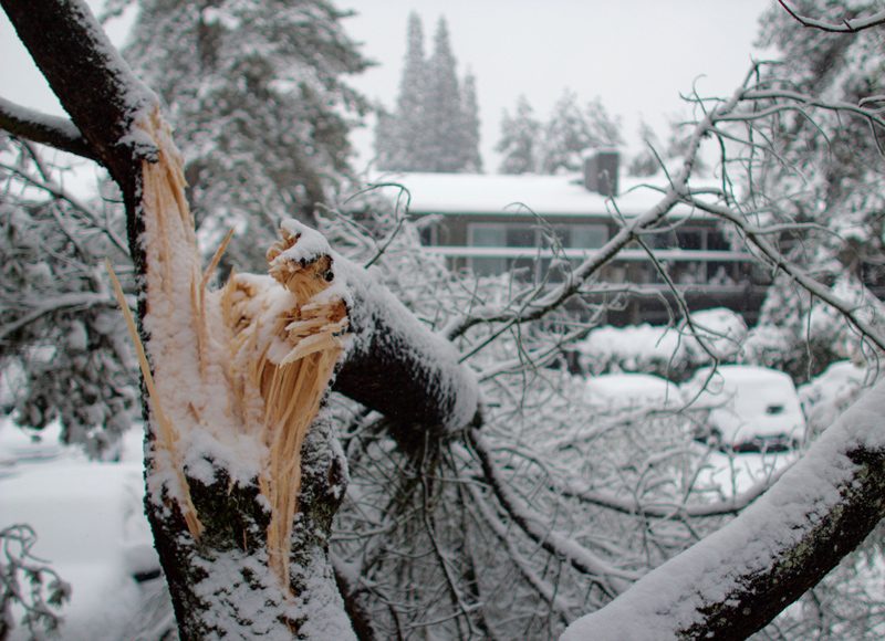 report-fallen-trees
